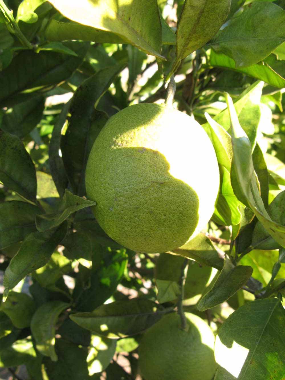            Immature fruit (Winter Haven, FL)   